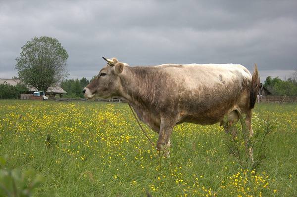Описание костромской породы коров - фото
