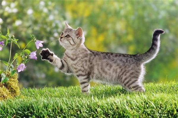 Кот ест домашние цветы - фото