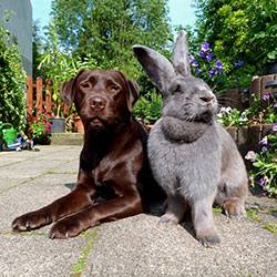 Особенности разведения, выращивания и кормления кроликов великанов Фото поп ... - фото