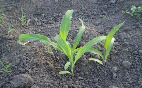 Как правильно сажать кукурузу и боится ли она заморозков весной - фото