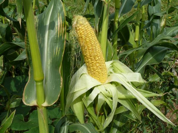 Кукуруза, посадка и уход в открытом грунте - фото