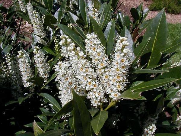 Лавровишня лекарственная - древесное растение, которое предпочтительно высаживать весной с фото