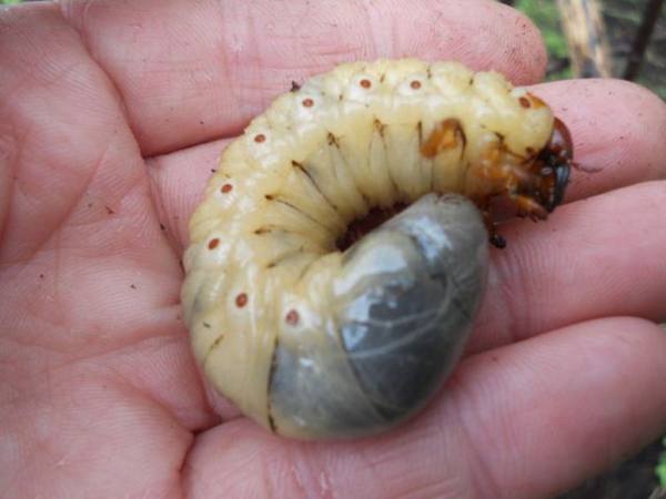 Как бороться с личинками майского жука на клубнике - фото