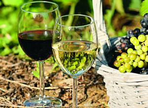 Обзор и особенности выращивания лучших винных сортов винограда с фото