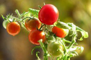 Список ранних урожайных сортов томатов для открытого грунта - фото