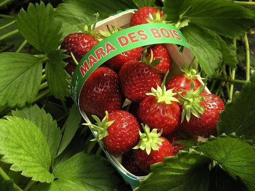 Лучшие сорта клубники с фото и описанием - богатый урожай ягод вам обеспече ... - фото