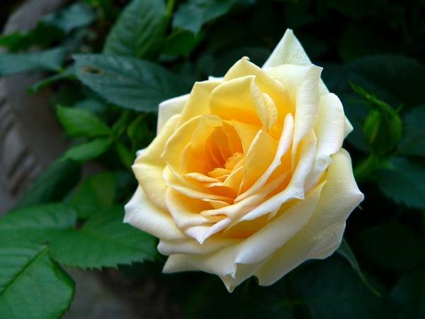 Лучшие сорта желтых роз с фото