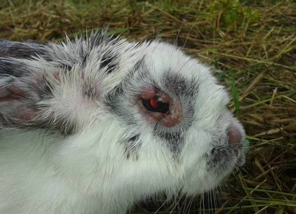 Симптомы и лечение миксоматоза у кроликов с фото