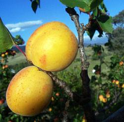 Монилиоз в плодовом саду: профилактика и борьба с болезнью абрикоса - фото