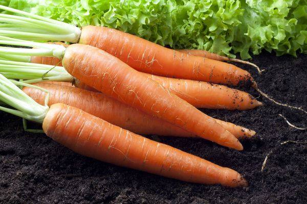 Правильная посадка моркови весной в открытый грунт - фото