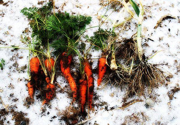 Как вырастить хорошую и крупную морковь с фото