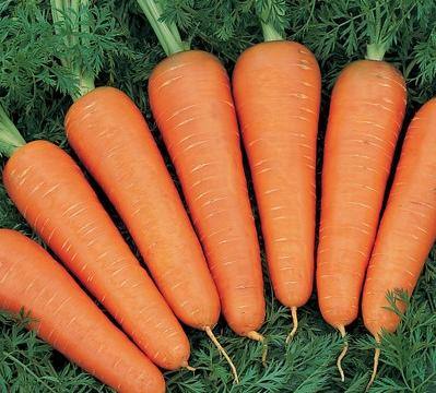 Морковь на даче с фото
