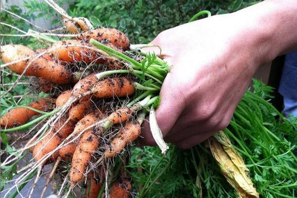 Морковь, посадка и уход в открытом грунте с фото