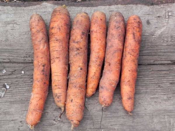 Подробное описание и характеристика моркови сорта Самсон - фото
