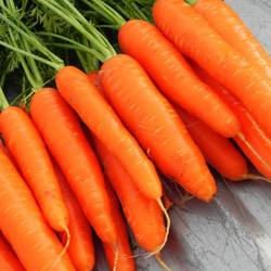 Морковь Сентябрина: описание сорта, особенности выращивания - фото