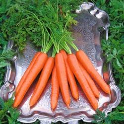 Морковь под именем Сластена — высокий урожай сладких корнеплодов - фото