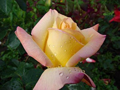 Морозоустойчивость и гены роз Сорта роз с фото