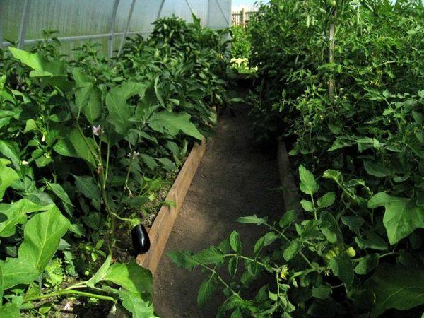 Можно ли в одной теплице выращивать баклажаны и помидоры?