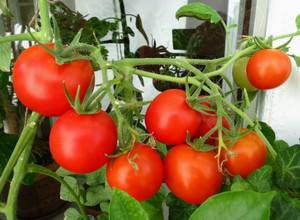Мульчирование томатов  зачем, как и чем? - фото