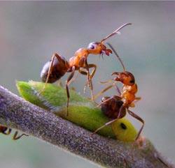 Как не допустить нашествия муравьев на черешню с фото