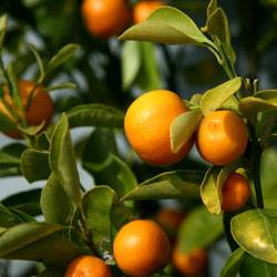 Кумкват  тропический фрукт с полезными свойствами: польза и вред для органи ... - фото
