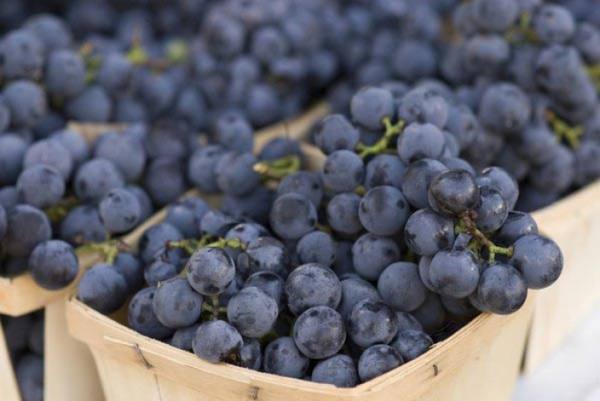 Как сделать настойку из винограда на водке и спирту - фото