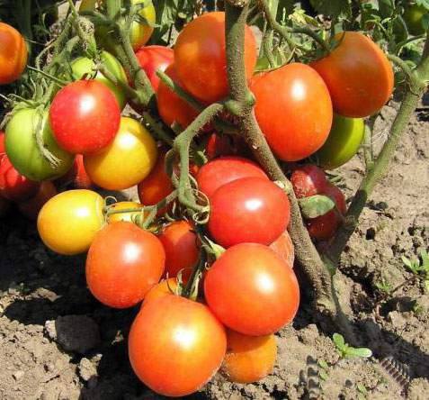 Несложные мероприятия по предупреждению многих болезней томатов с фото