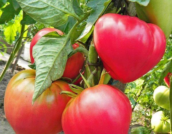 Лучшие сорта низкорослых помидор для открытого грунта с фото