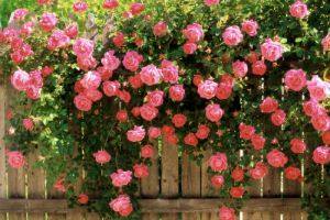 Список лучших красивых вьющихся цветов и растений - фото