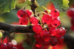 Сладкие урожайные сорта красной смородины с крупными ягодами - фото