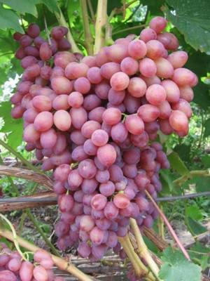 Виноград кишмиш лучистый  один из лучших бессемянных сортов с фото