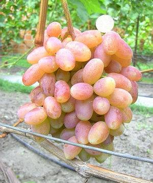 Виноградный сорт Юлиан  отличный урожай каждый год - фото