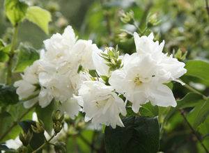 Садовый жасмин  пышная ароматная красота в вашем саду - фото