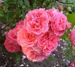 Плетистая роза Розариум Ютерсен - настоящий винтаж в вашем саду с фото