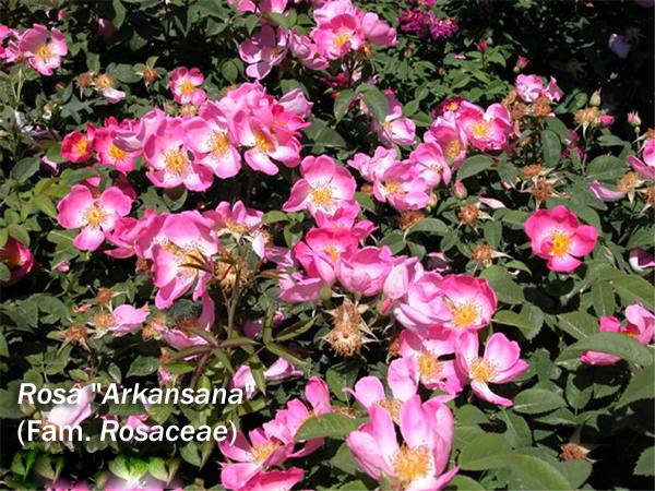 Описания гибридных сортов роз с фото