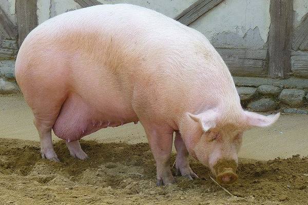 Общие сведения о процессе опороса свиней с фото