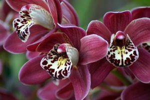 Как вырастить садовые орхидеи с фото