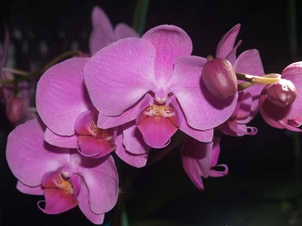 Орхидея Фаленопсис  уход в домашних условиях за цветком-бабочкой с фото