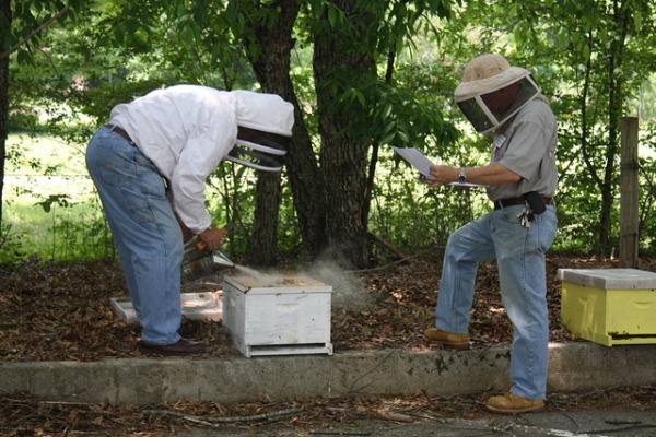 Основы пчеловодства для начинающих - фото