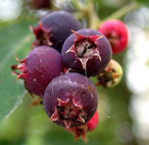 Ирга обыкновенная  ягода для вашего здоровья и красоты в саду - фото