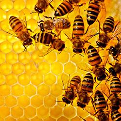 Советы по занятию пчеловодством для начинающих - фото