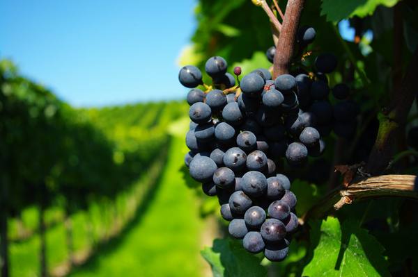 Пересадка винограда: пошаговая инструкция - фото