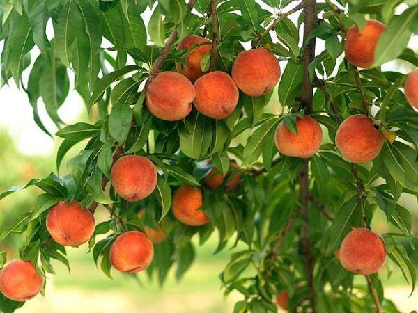 Чем полезен персик для организма человека? - фото