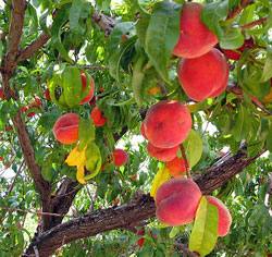 Персик: как посадить и вырастить здоровое дерево с фото