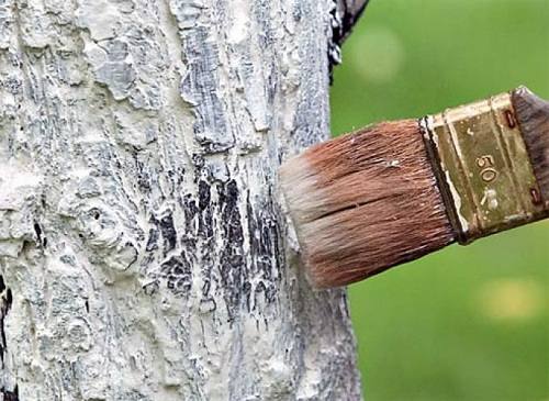 Побелка деревьев: особенности весенней побелки, пошаговая инструкция - фото