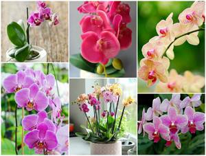 Что делать, если орхидея не цветет? с фото