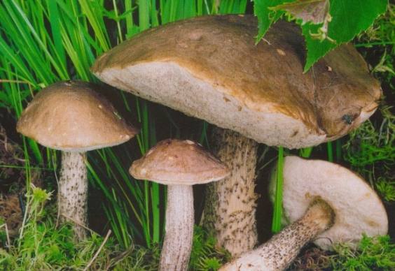 Подберезовик - описание гриба с фото и видео, как готовить с фото