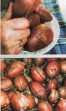 Подготовка картофеля перед посадкой - фото