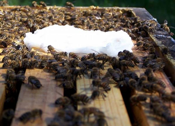 Подкормка пчел весной - фото