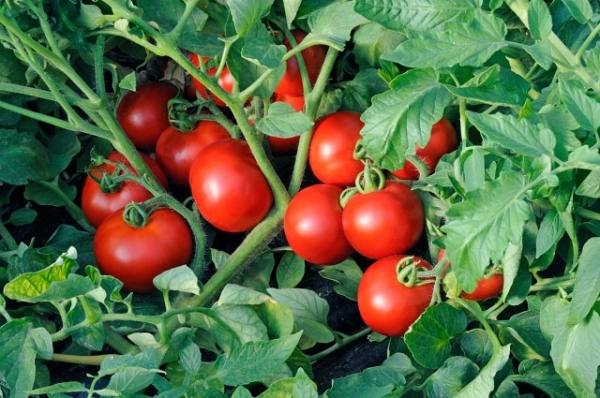 Что такое помидор: это ягода или овощ? - фото